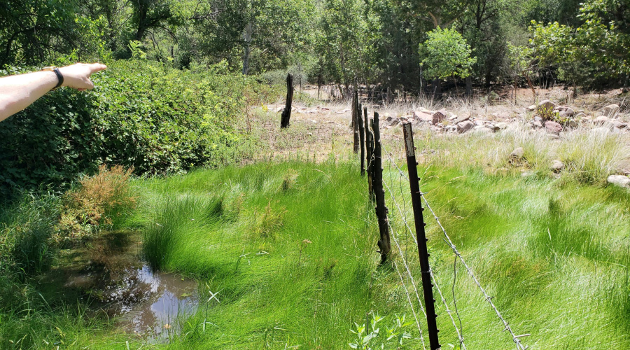 Spring & Blackberry Patch