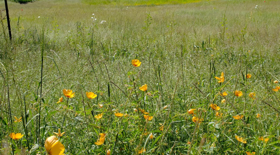 2021 Barn & Wildflowers in E Pasture