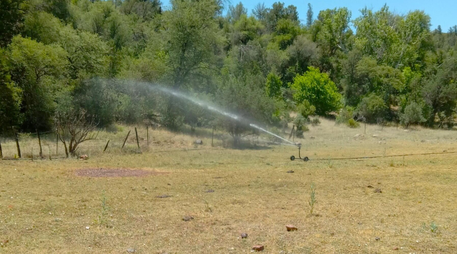 Irrigating E Pasture from Creek