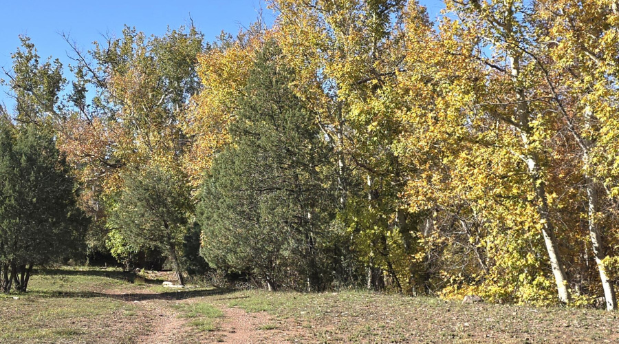 Aut Road to Creek Xing