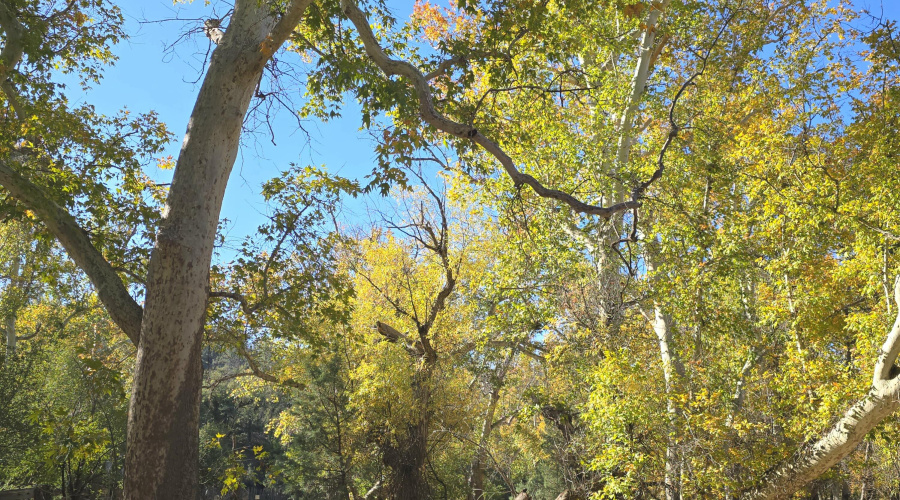 Aut Sycamore Grove twd Corrals
