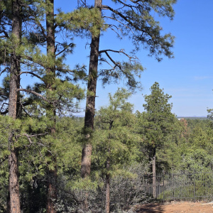 treed lot in Show Low