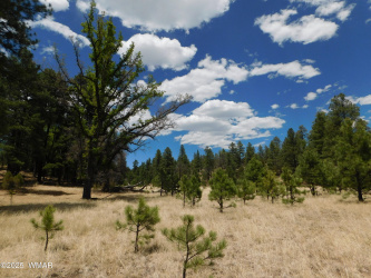 10 N2310, Alpine, Arizona 85920, ,Land,For Sale,N2310,258472