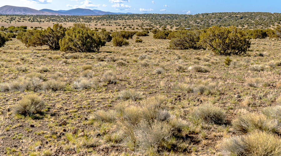 County Road 5106 edit 4 (1)