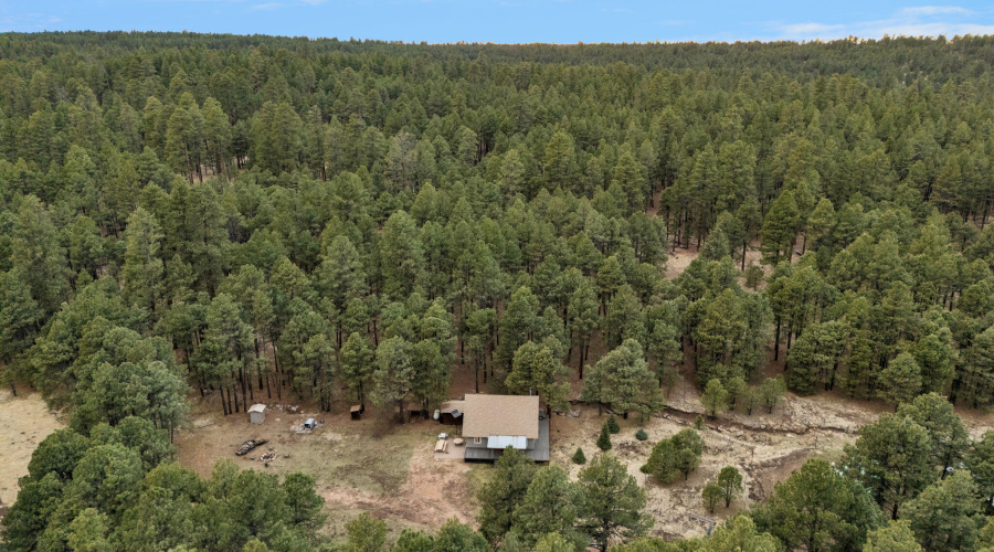 112-web-or-mls-Forest Drone-18