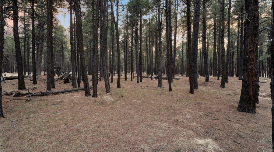 1-web-or-mls-Forest Twilight-01