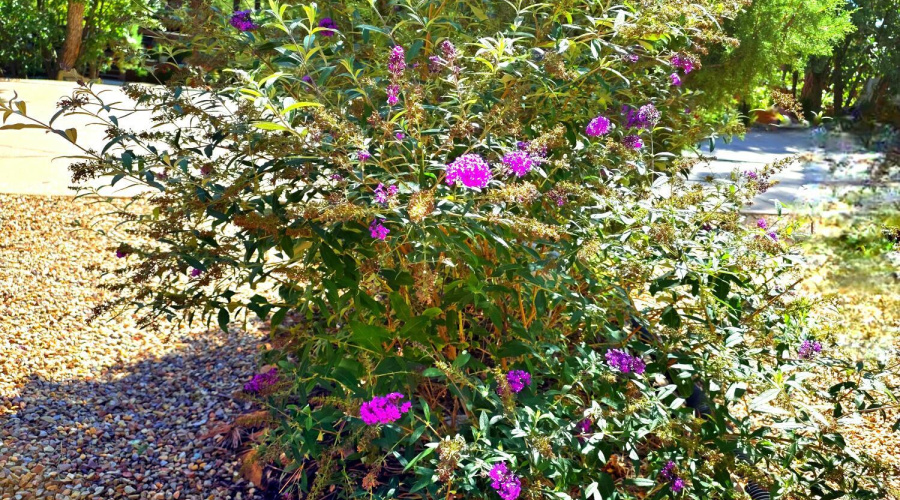 Flowers in Your Own Front Yard