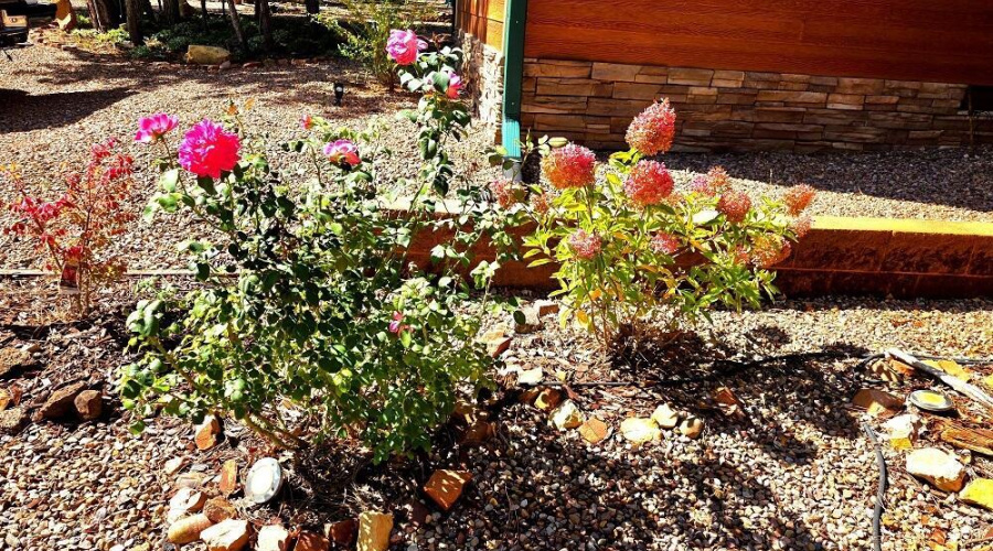 Flowers in Your Own Front Yard