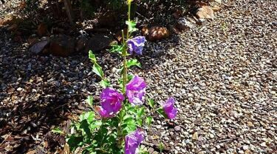 Flowers in Your Own Front Yard