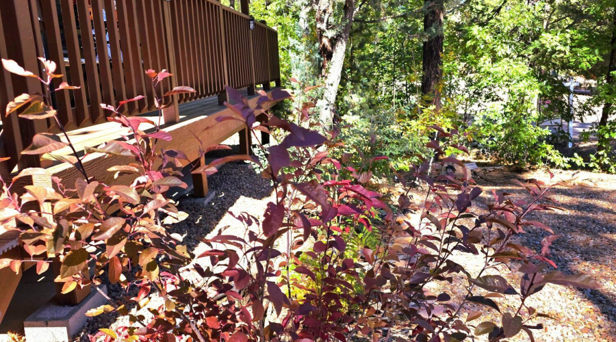 Flowers in Your Own Front Yard