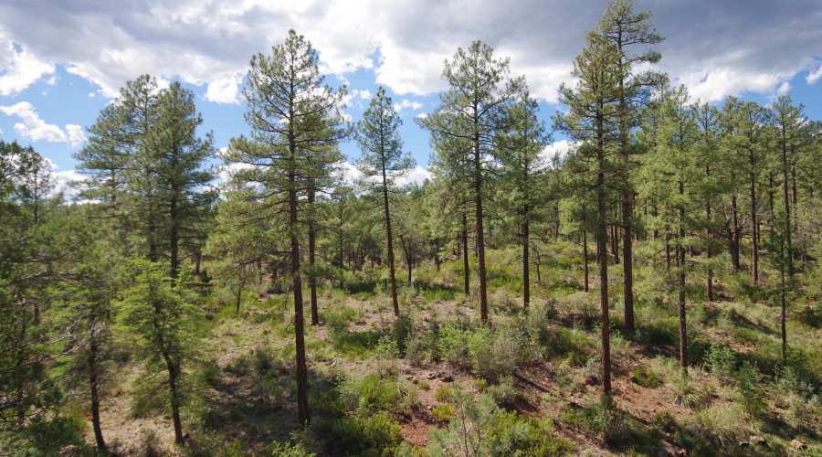 Forest is Your Backyard