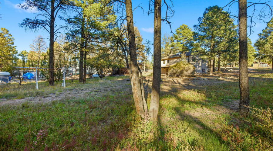 Mature Trees and LOTS of Room!