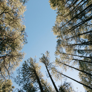 Double Lot Near Show Low