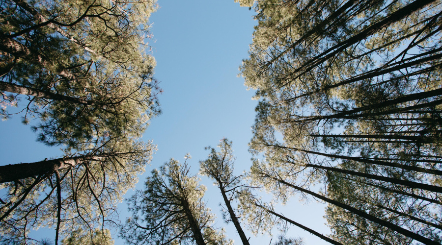 Double Lot Near Show Low