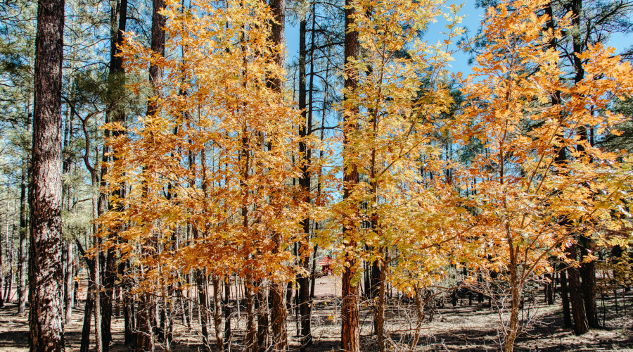 Double Lot Near Show Low