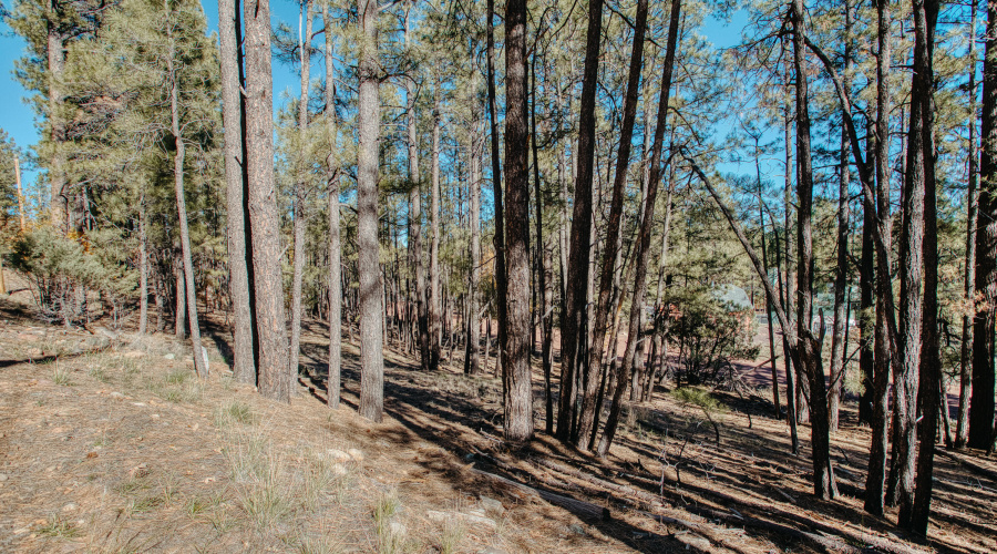 Double Lot Near Show Low