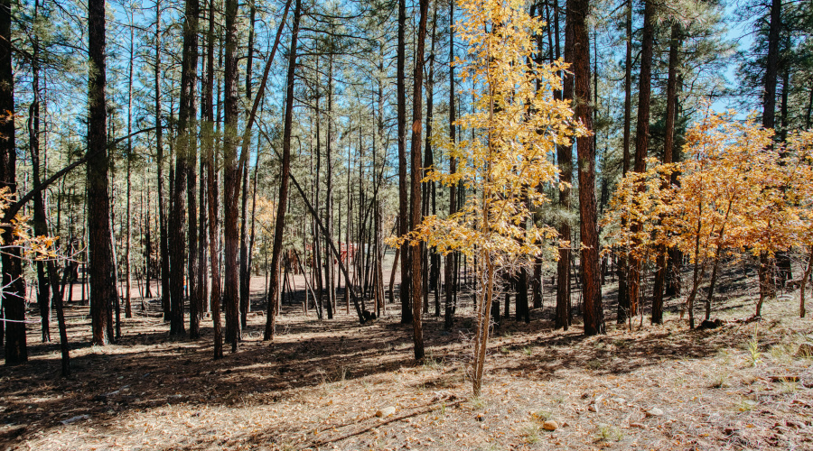 Double Lot Near Show Low