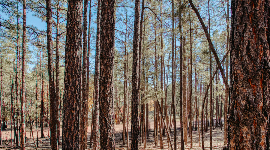 Double Lot Near Show Low