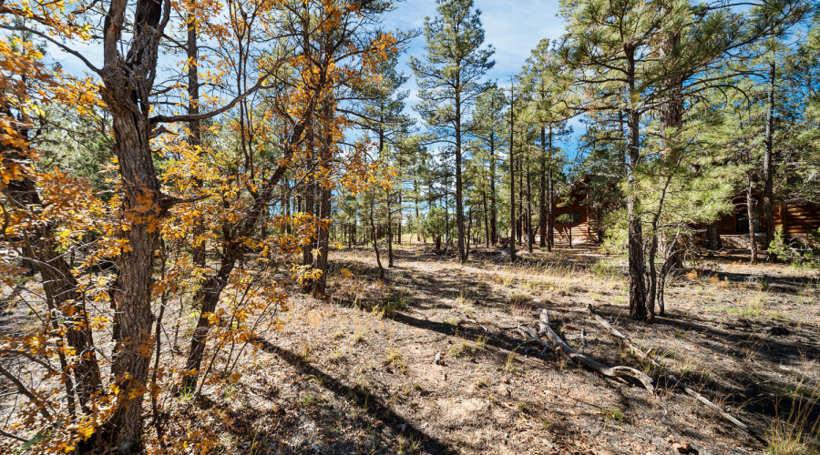 Pines and Oaks Mixed