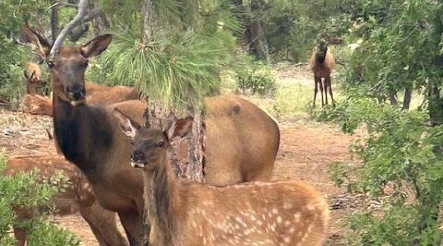 Elk in Snow Creek