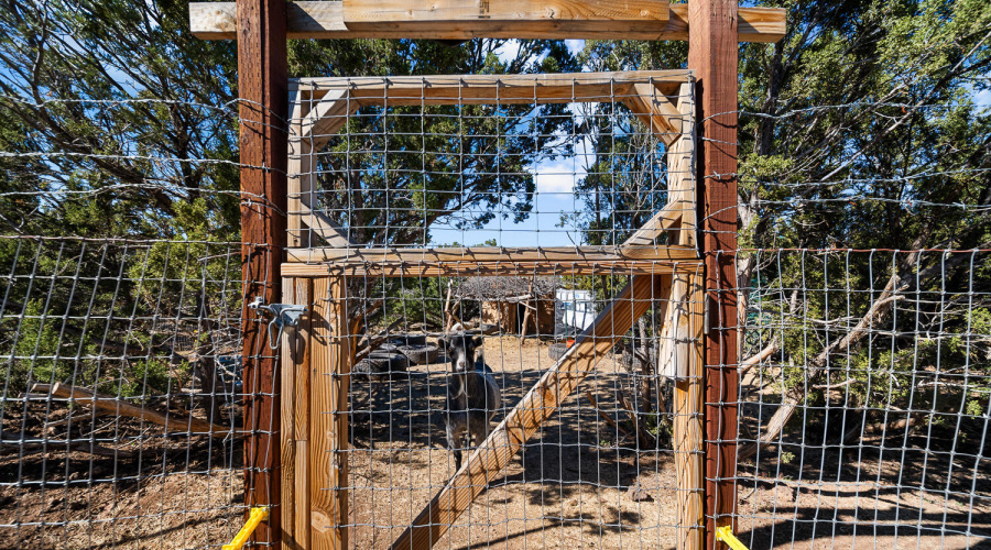 Animal Pen with Playful Goat