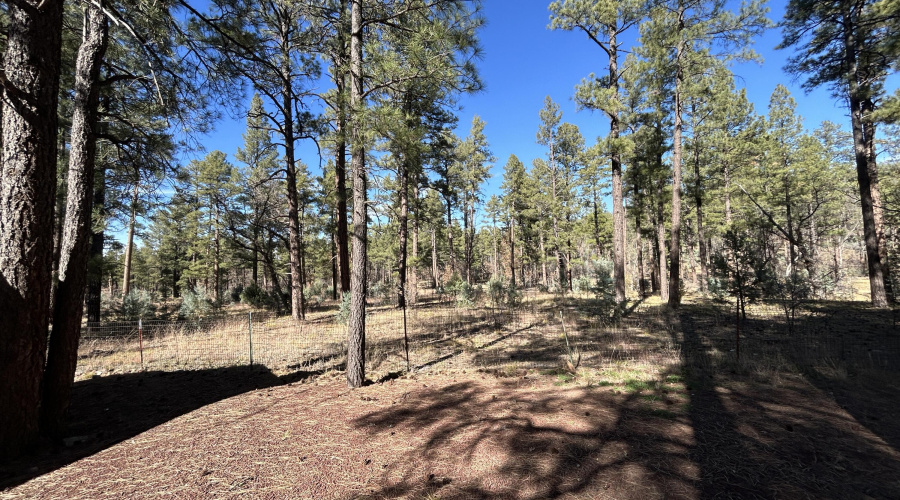 Backyard - National Forest