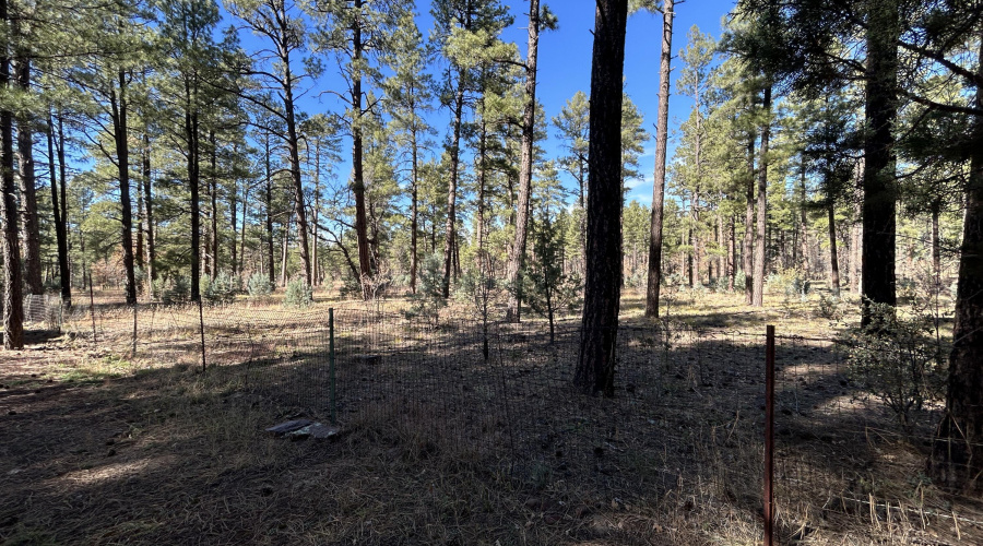 Borders the National Forest