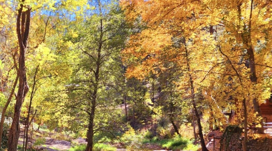 backyard autumn creek view
