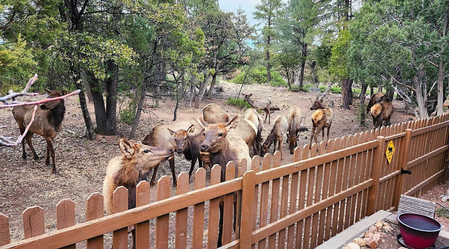Elk visitors