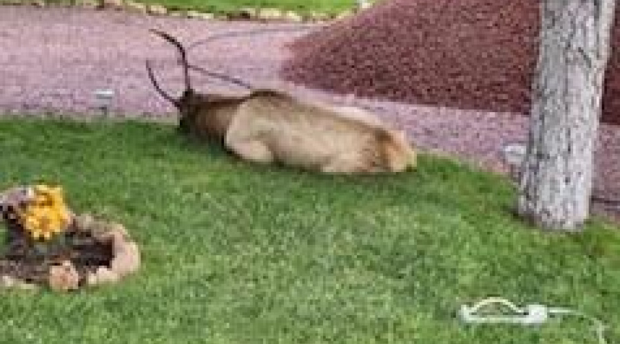 wildlife bedding down in grass