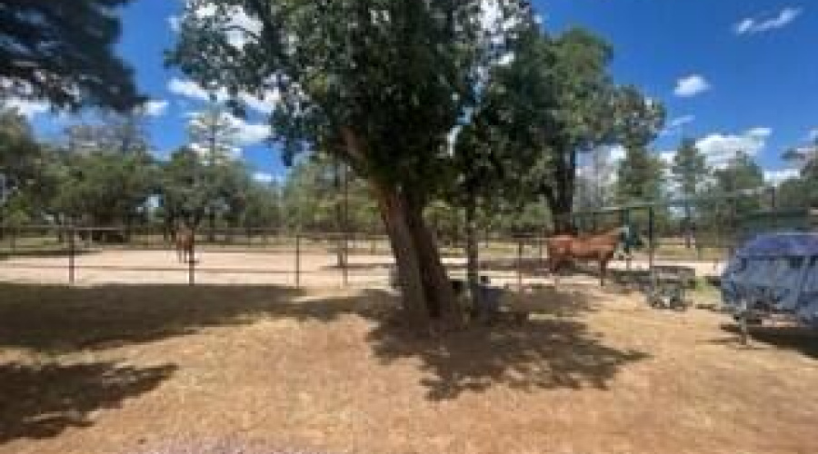 horse area great trees