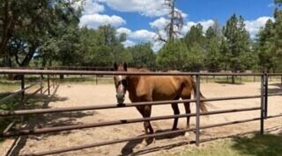 horse corrals 2nd view