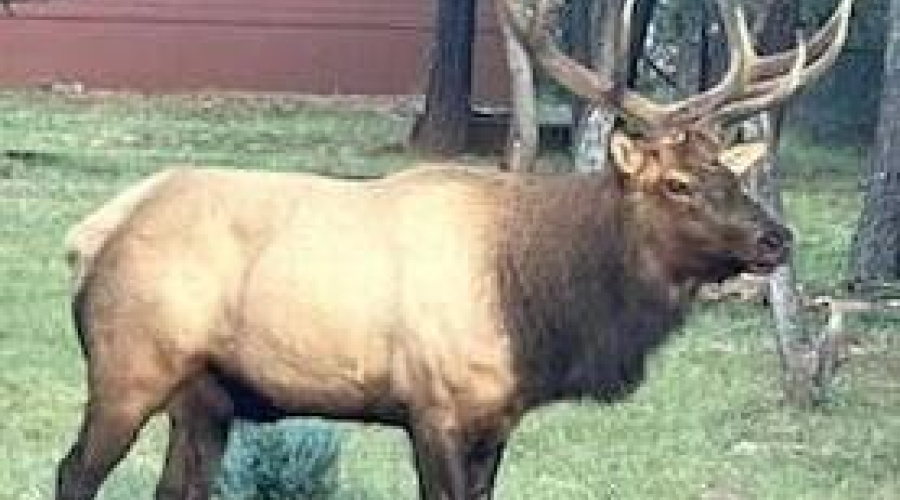 wildlife in yard grass area