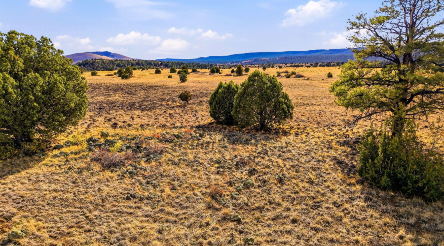 SchusterSprings-GreerAZ-15