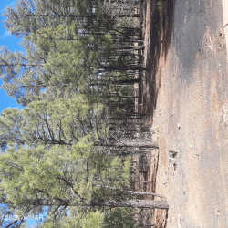 831 Rockcress Lane, Show Low, Arizona 85901, ,Land,For Sale,Rockcress,258792