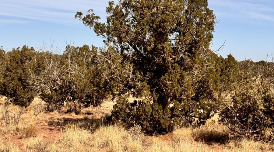 Juniper Trees
