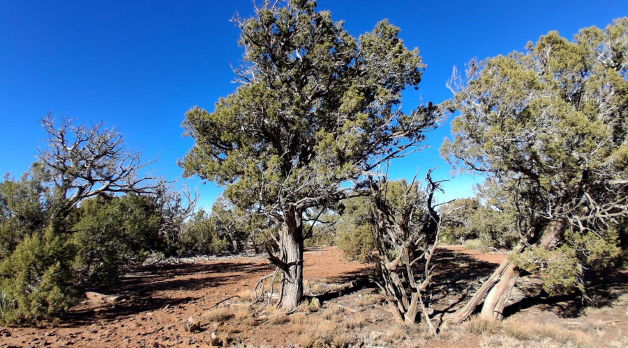 Shaggy Bark Junipers