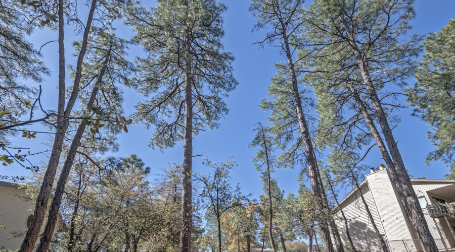 Tall pines on the lot