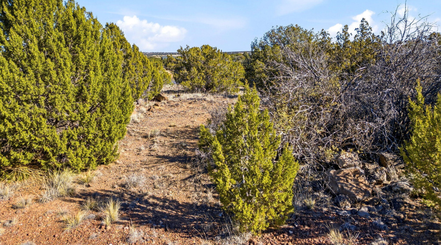 1955DaggsCir-ShowLow-AZ-7