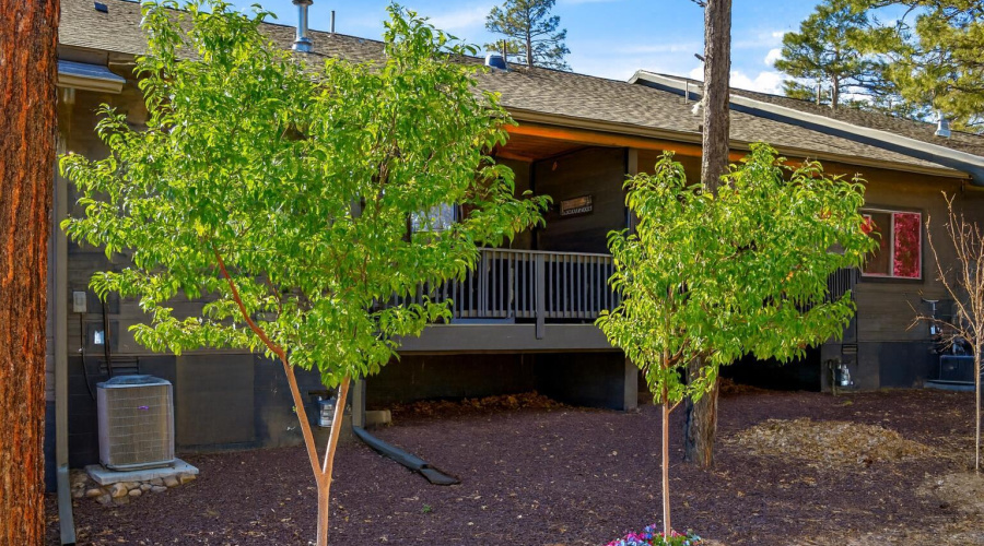 Saturn - Back Yard w trees