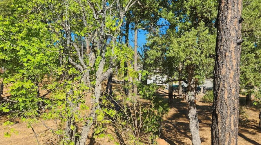 Saturn - Back Yard w trees