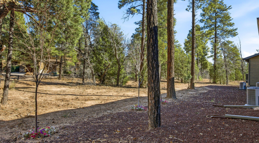 Saturn - Back Yard 1