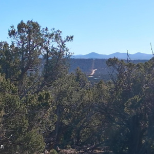 White Mountain Forest