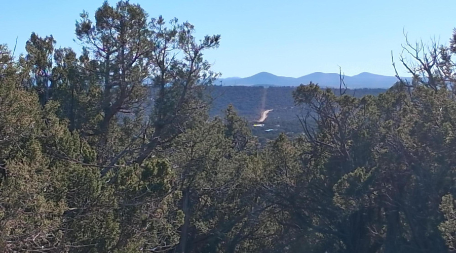 White Mountain Forest