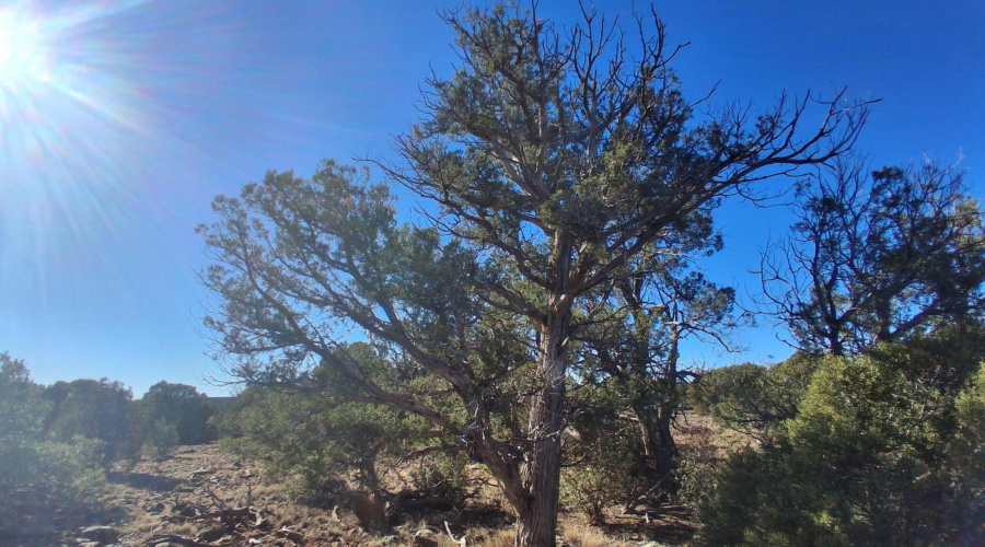 Mature Juniper Trees