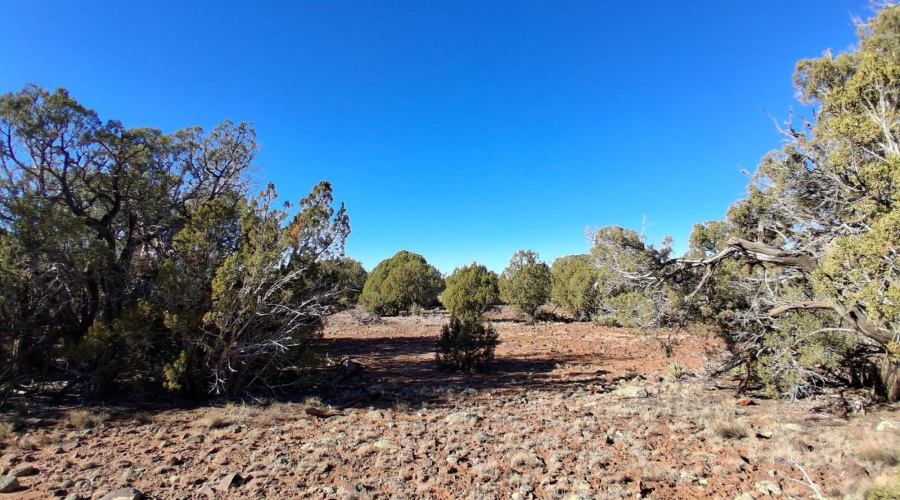 Clearing for Parking