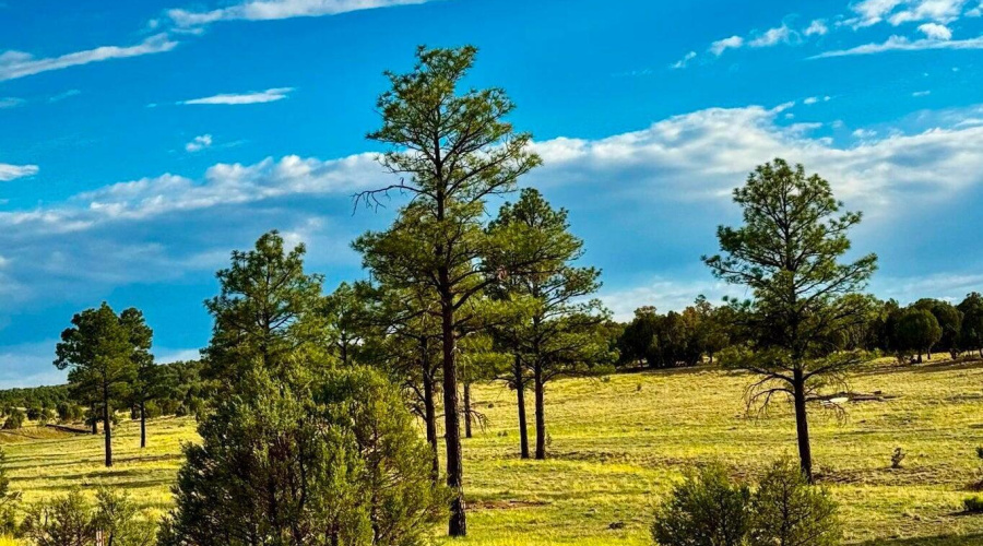 20250723060327391166000000-o