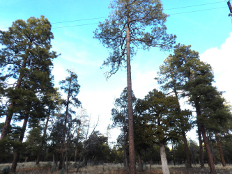 2941 Eagle Ridge Circle, Happy Jack, Arizona 86024, ,Land,For Sale,Eagle Ridge,93260