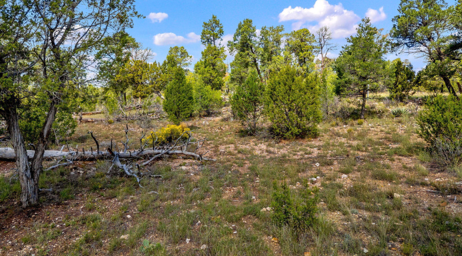 1909EChevelonRd-HeberOvergaard-AZ-12