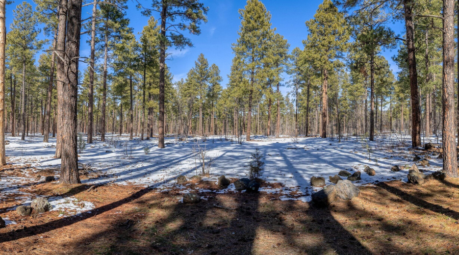 025_photo25_1460_adair_6_pinetop_lansten